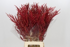 Bromelia Red Paloma 80cm