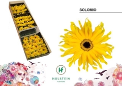 Gerbera Curly Gerpasta Solomio 45cm 10cm Hd