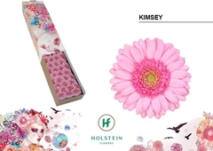 Gerbera Mini Green Center Kimsey 45cm 7cm Hd