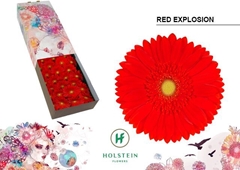 Gerbera Red Explosion 45cm 10cm Hd