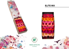 Gerbera Mini Elite Mix 45cm 7cm Hd