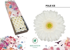 Gerbera Pole Ice 45cm 10cm Hd