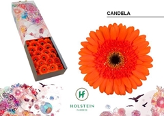 Gerbera Candela 45cm 10cm Hd