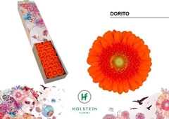 Gerbera Mini Green Center Dorito 45cm 7cm Hd