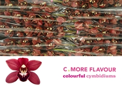 Cymbidium Mini Valerie 60cm
