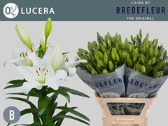 Lily La Lucera 95cm 5+