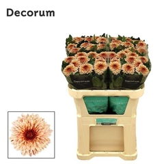 Chrysanth Single Pip Salmon 70cm 90gr.