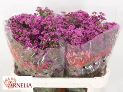 Chamelaucium Free Spirit 70cm 40gr.