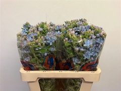 Oxypetalum Tanioka Pure Blue 55cm