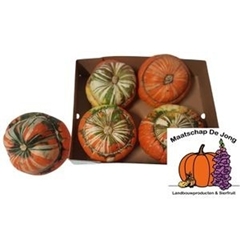 Cucurbita Maxima Turks Turban Mix 15cm