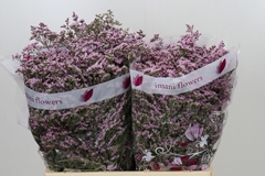 Limonium Safora Oshi Pink 60cm 30gr.