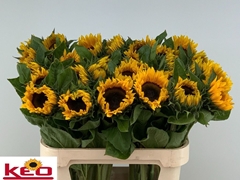 Helianthus Sunrich Orange 80cm
