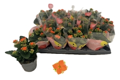 Kalanchoe Single Riley 10Ø 22cm