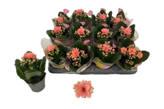Kal Ge Mf Sigrid 6Ø 12cm