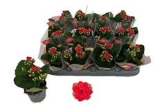 Kalanchoe Double Rose Flowers Noelle 6Ø 12cm