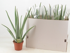 Aloe Vera 14Ø 45cm
