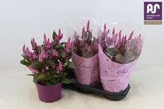 Celosia Wild Pink 19Ø 48cm