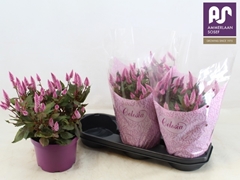 Celosia Wild Pink 19Ø 37cm