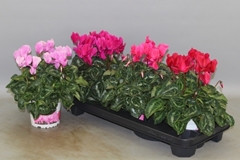 Cyclamen Super Serie Xl 13Ø 30cm