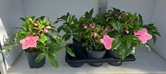 Helleborus Viv Victoria 17Ø 40cm