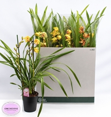 Cymbidium Mixed 14Ø 85cm 3st