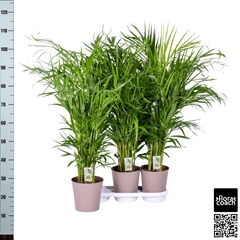 Dypsis Lutescens 20Ø 115cm