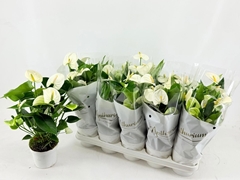 Anthurium White Champion 12Ø 40cm