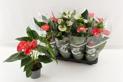 Anthurium Mix 4 Colours 14Ø 45cm
