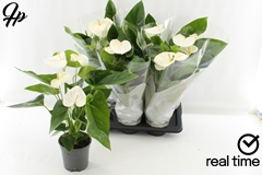 Anthurium Alaska 17Ø 60cm