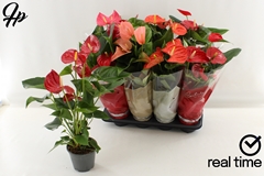 Anthurium Mix 4 Colours 14Ø 50cm