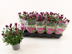 Chrysanth Artistic Jeff Pink 12Ø 26cm