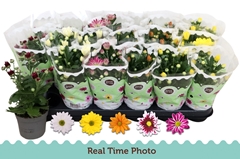 Chrysanth Mix 5 Colours 9Ø 22cm
