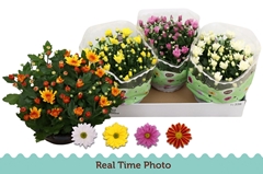 Chrysanth Mix 23Ø 25cm