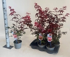Acer Palm Atropurpureum 17Ø 80cm