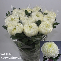Chrysanth Single Vienna White 80cm 110gr.