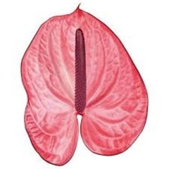 Anthurium Candy 11cm Hd
