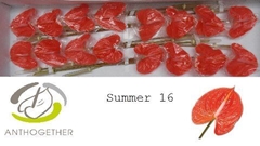 Anthurium Avo Summer 11cm Hd