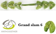 Anthurium Grand Slam 13cm Hd