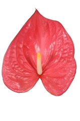 Anthurium Maine 15cm Hd