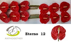 Anthurium Eterno 13cm Hd
