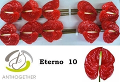 Anthurium Eterno 15cm Hd
