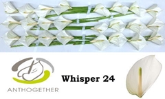 Anthurium Whisper 11cm Hd