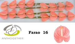 Anthurium Farao 11cm Hd