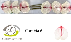 Anthurium Cumbia 13cm Hd