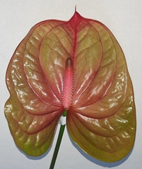 Anthurium Licosa 11cm Hd