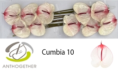 Anthurium Cumbia 15cm Hd