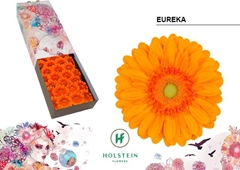 Gerbera Eureka 45cm 10cm Hd