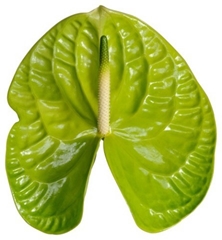 Anthurium Grand Slam 9cm Hd