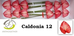 Anthurium Caldonia 13cm Hd