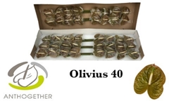 Anthurium Olivius 11cm Hd